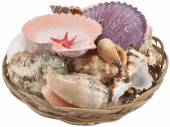 6\" shell basket* 6" shell basket*