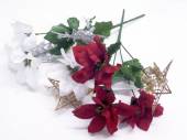Poinsettia/star bush - 2/cols* Poinsettia/star bush - 2/cols*