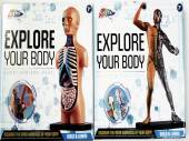 Explore your body - 2asstd* Explore your body - 2asstd*
